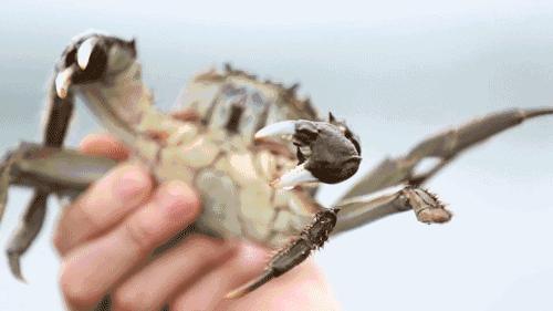 吃蟹赏景就在阳澄湖你准备好了吗,秋季阳澄湖吃蟹