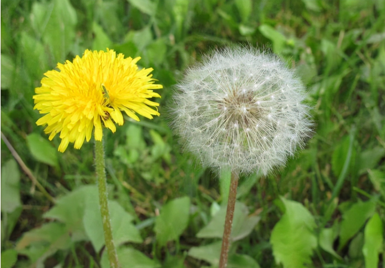 大地回春到处生机勃勃,大地回春百花齐放万物生长