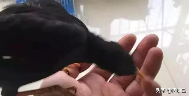 母八哥值得饲养吗,不会讲话的八哥值得养吗