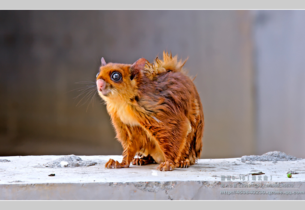 摄影飞行素材,飞鼠摄影作品欣赏