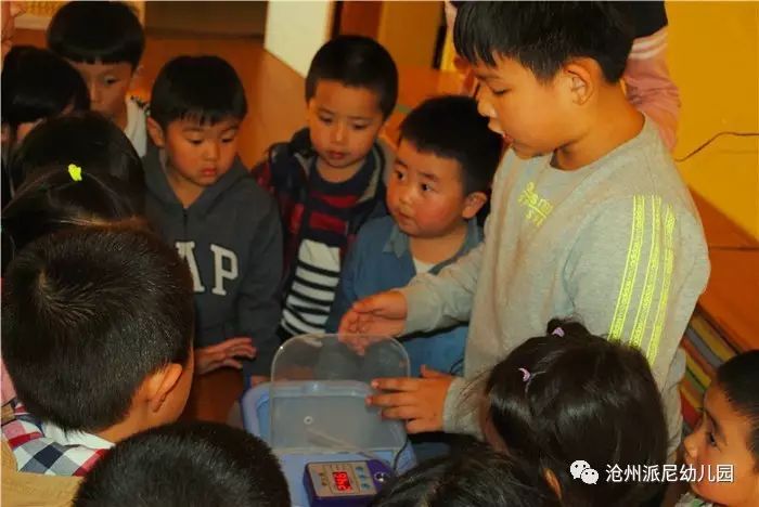 生命教育孵蛋,生命教育课程孵小鸡