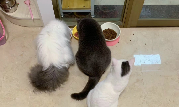 新手第一次养猫需要注意什么事项,新手养猫要注意什么给你22条建议