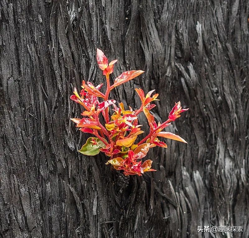 澳大利亚桉树怕火烧吗,火灾后的澳大利亚