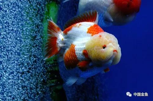 鱼缸水发腥？发臭？今天就办它