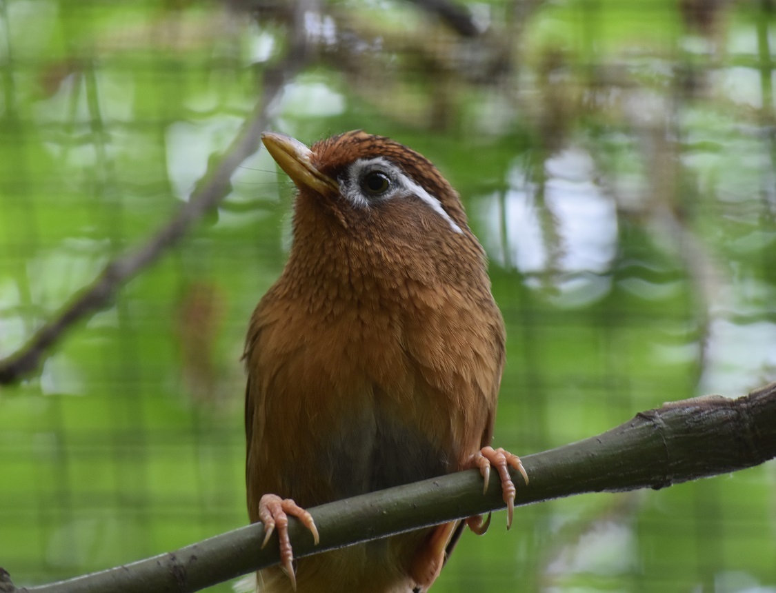 画眉鸟叫声沙哑能不能养,画眉鸟不唱大叫