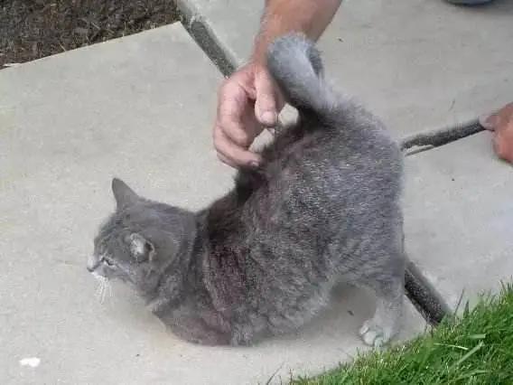 小猫咪身上有哪些神奇的开关,小猫咪身上的那些奇奇怪怪的开关