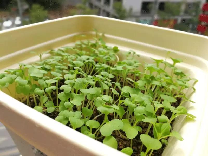 盆栽蔬菜与无土栽培的区别在哪里,盆栽蔬菜基质技术有哪些