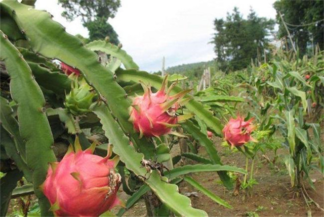 红肉火龙果怎么种,红肉火龙果的种植方法