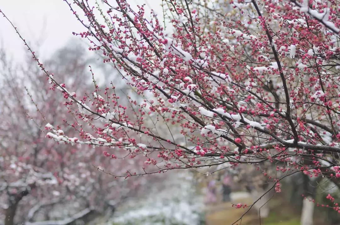 什么木本花好养,4种花超耐旱好养