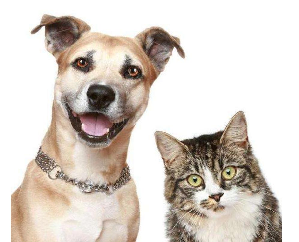 什么都能治的宠物医生,了不起的宠物医生观后感