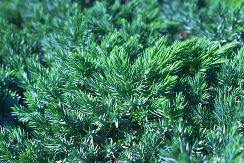 螨虫爆发身上脸上全是，毛孔又大又脏，3个方法彻底解决螨虫