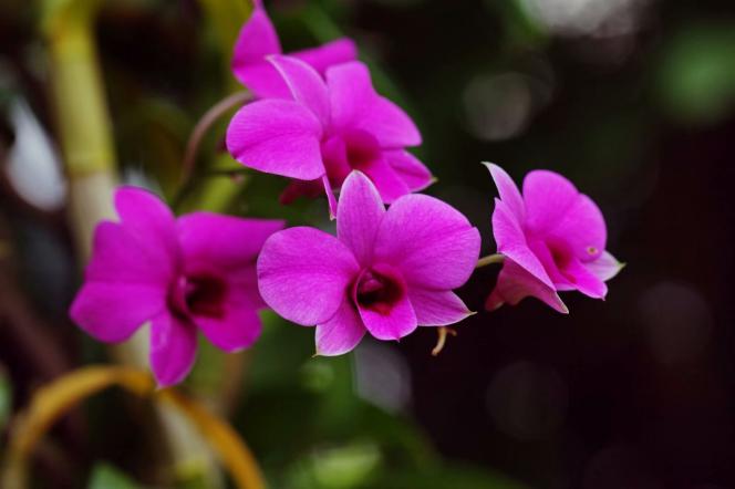 君子兰吊兰蝴蝶兰的图片,吊兰属不属于兰花的一种