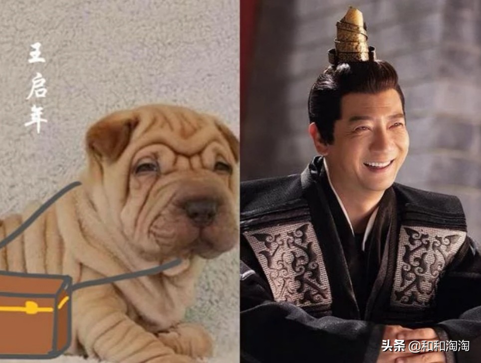 庆余年羊驼搞笑,庆余年动物搞笑图片