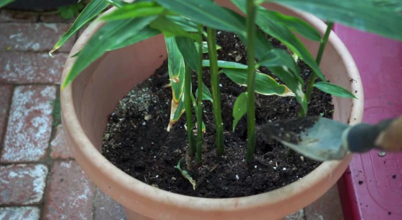 椋熺敤濮滅泦鏍界殑鏂规硶,鐢熷闀挎斁鍦ㄧ泦閲屽張闀垮嚭鏂板