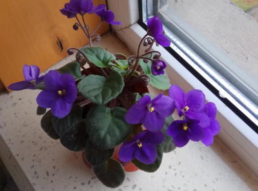 阳台如何养非洲堇,非洲堇怎么养开花多
