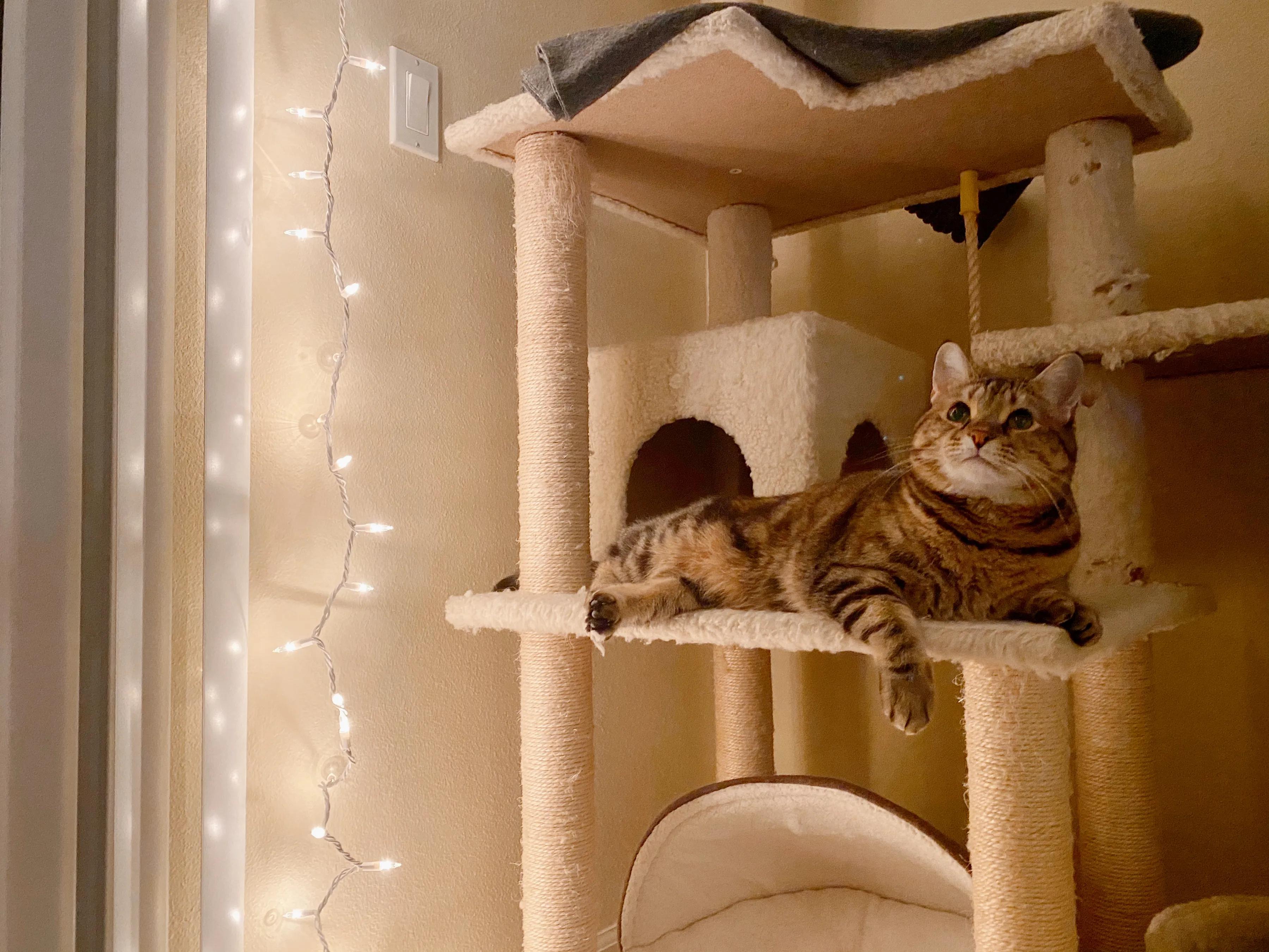 领养代替购买的内容,领养代替购买视频