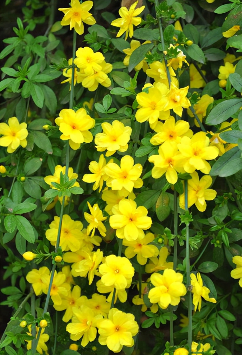 绿化带常见植物名称及图片,100种绿化带或路边常见的花草