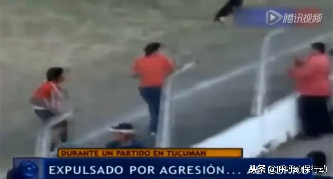 阿根廷球迷冲进球场判罚结果,足球场上因为扔狗被红牌