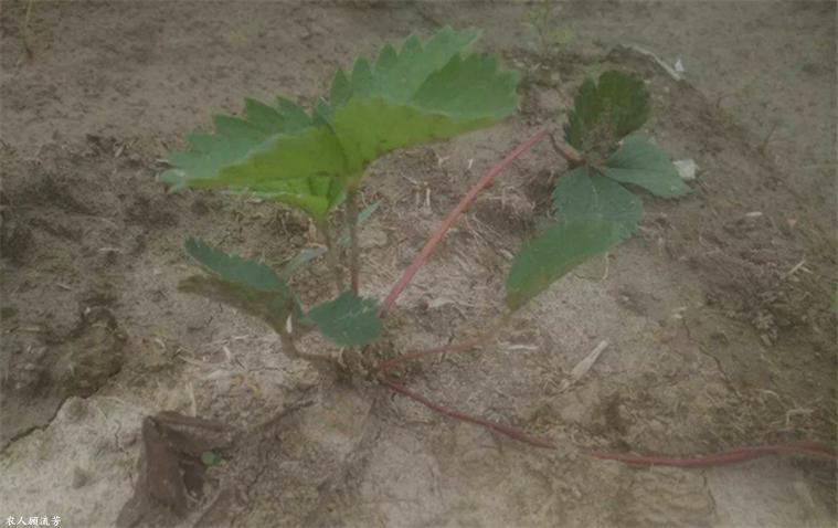 草莓容易长毛的原因,草莓茎杆发红是什么病害