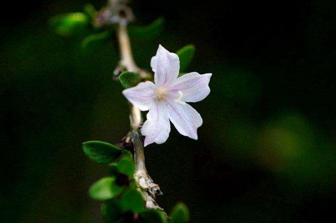 金边六月雪黄叶怎么办,六月雪干尖黄叶的原因