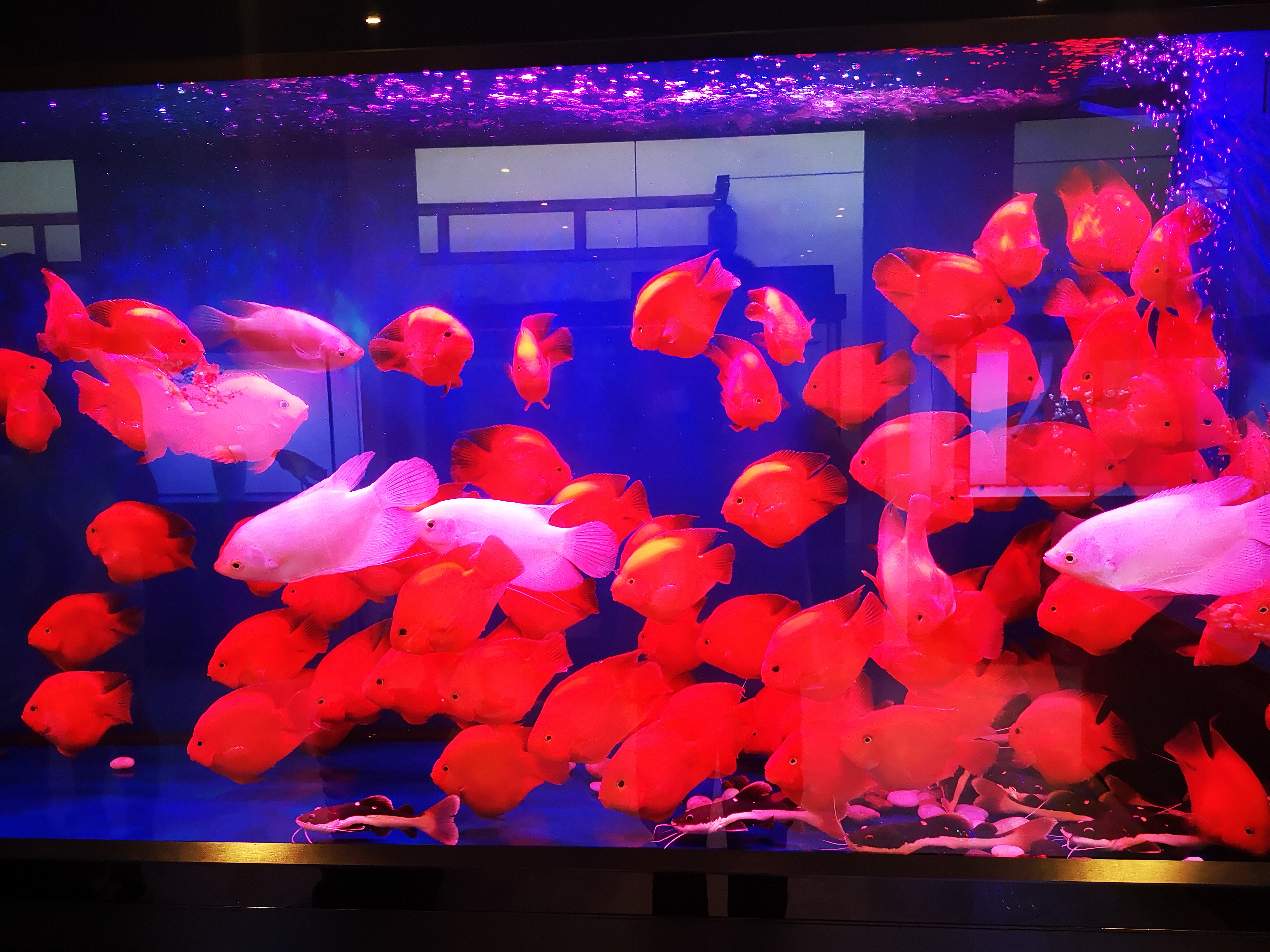 观赏鱼能吃么，有人说龙鱼的味道特别鲜美？别把药物残留不当回事