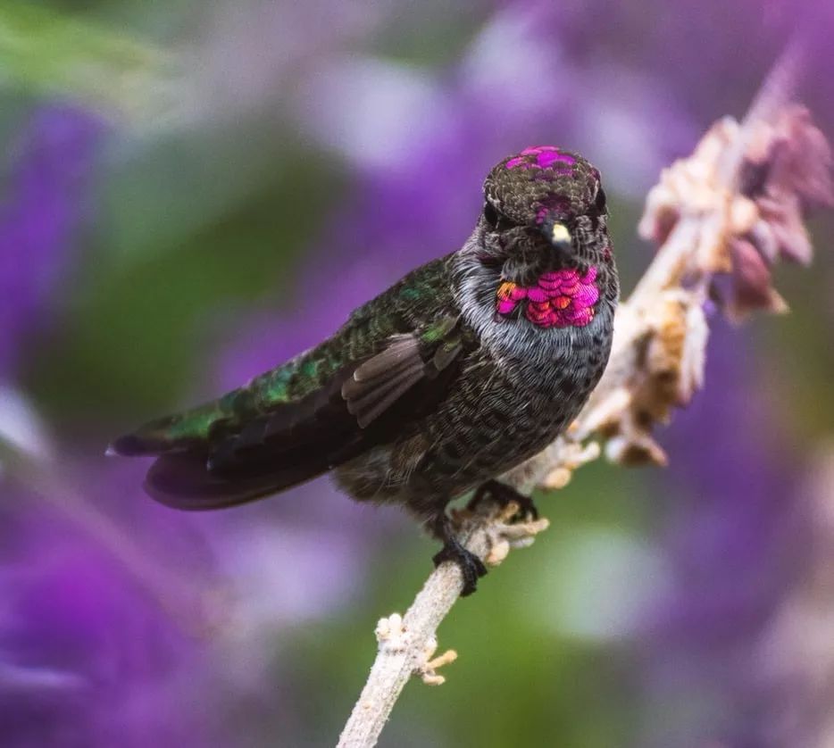中国足球维京狮吼,中国足球牛尾巴