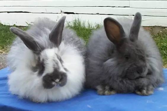 世界最罕见的十个杂交动物,世界罕见动物长得像蜘蛛但有尾巴