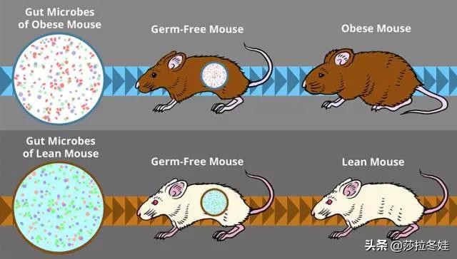 酵素知识大全让你了解酵素,酵素减肥误区