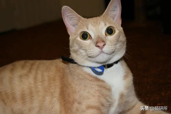 猫咪会笑吗表情,猫咪会笑