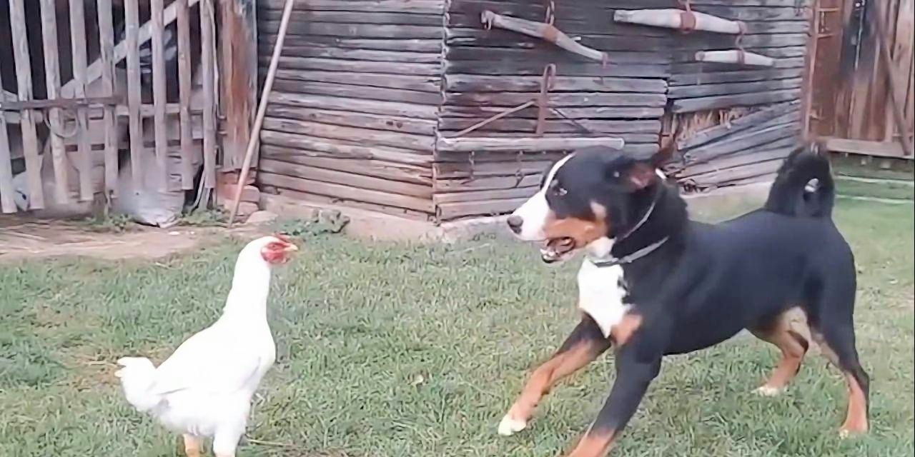 鸡犬不定和鸡犬不宁有什么区别,鸡犬为什么会有恩怨