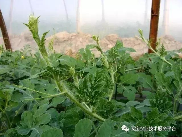 西瓜小叶病西瓜叶片卷曲原因,西瓜龙头皱缩什么原因