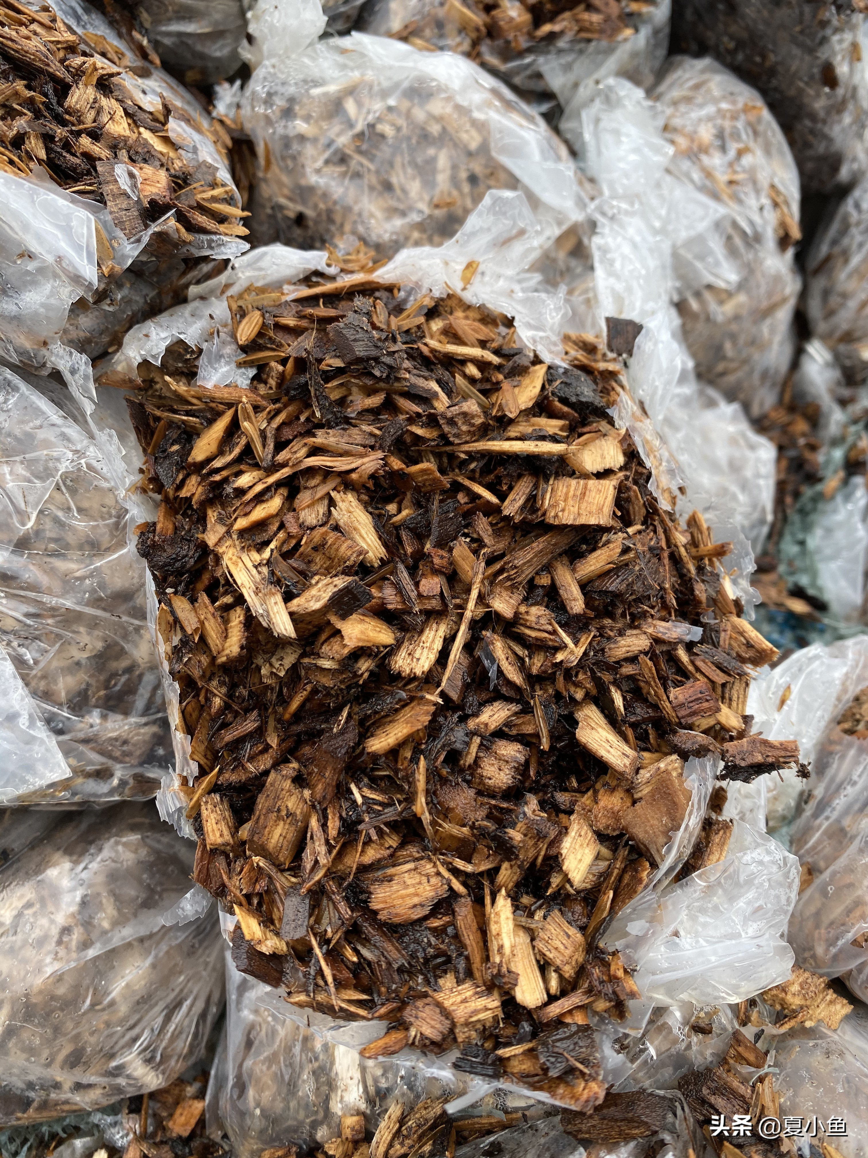 种植羊肚菌亏本的人多吗,羊肚菌种植技术与销路