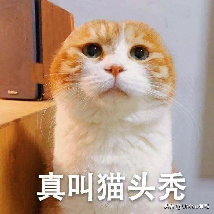 每只猫的名字都能叫出来,一只小公猫的名字