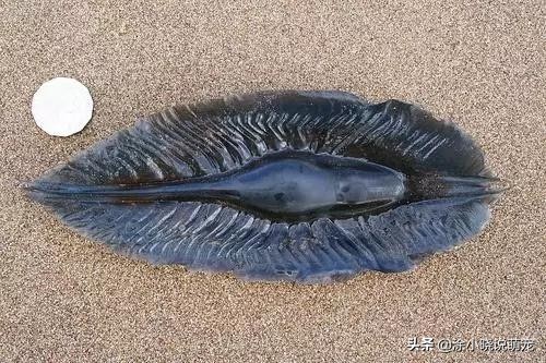 体型凶狠的鲨鱼有哪些,鲨鱼幼崽从蛋出来的全过程