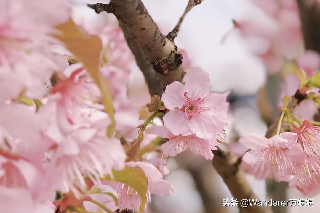 各地高三开学时间最新消息,最新各个省份高三开学时间