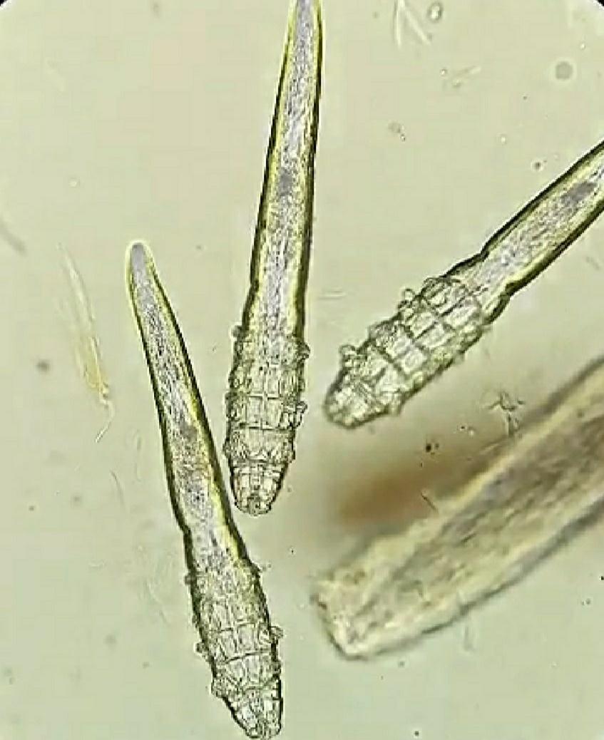 犬蠕形螨皮肤病的种类和治疗方法,蠕形螨虫引起的皮肤病用什么药膏