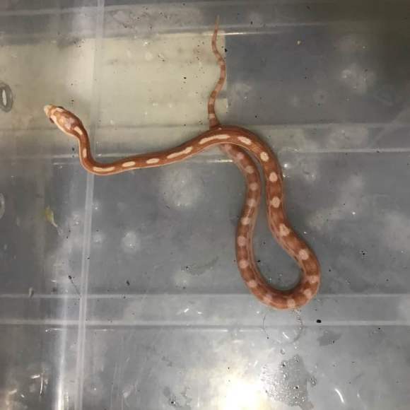 会自己断尾巴的蛇,会捆绑的蛇