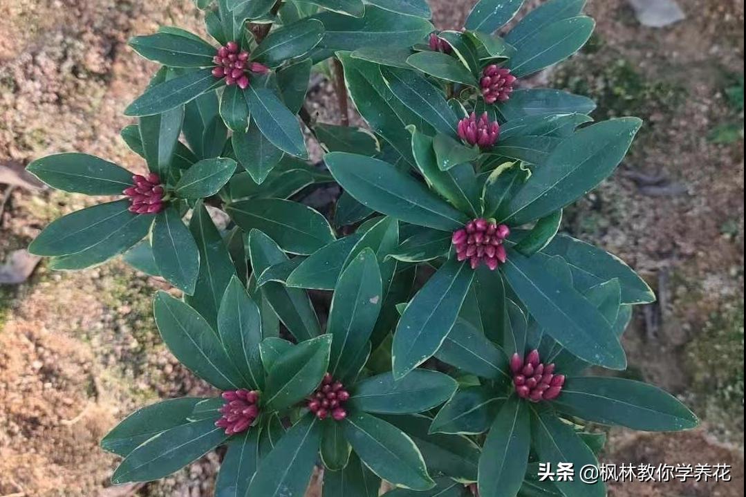 10种春节必选花卉,最受欢迎的十大年宵花