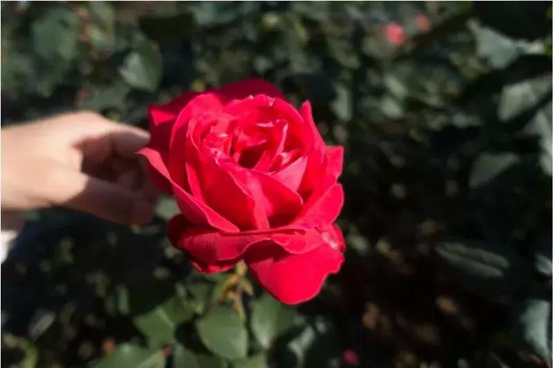 深圳5月哪里有花海看,深圳五一哪里可以看花海