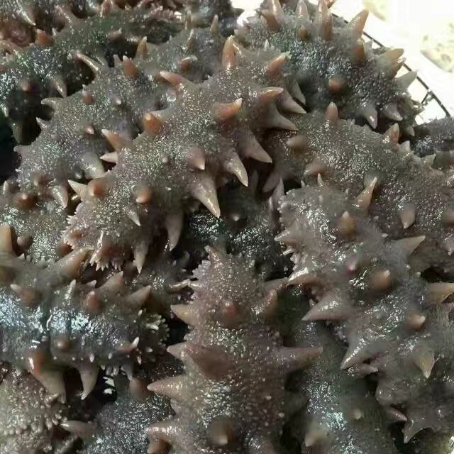 网上的海参为什么那么便宜,为什么网上的海参那么便宜