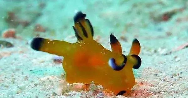 海精灵动物,海精灵是动物吗