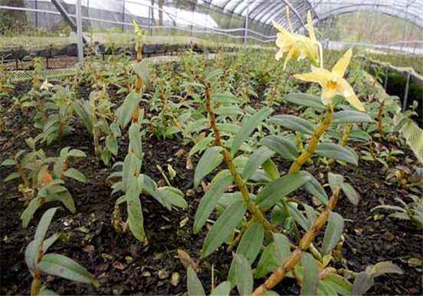 铁皮石斛怎么种是最标准的,铁皮石斛怎么种的最好