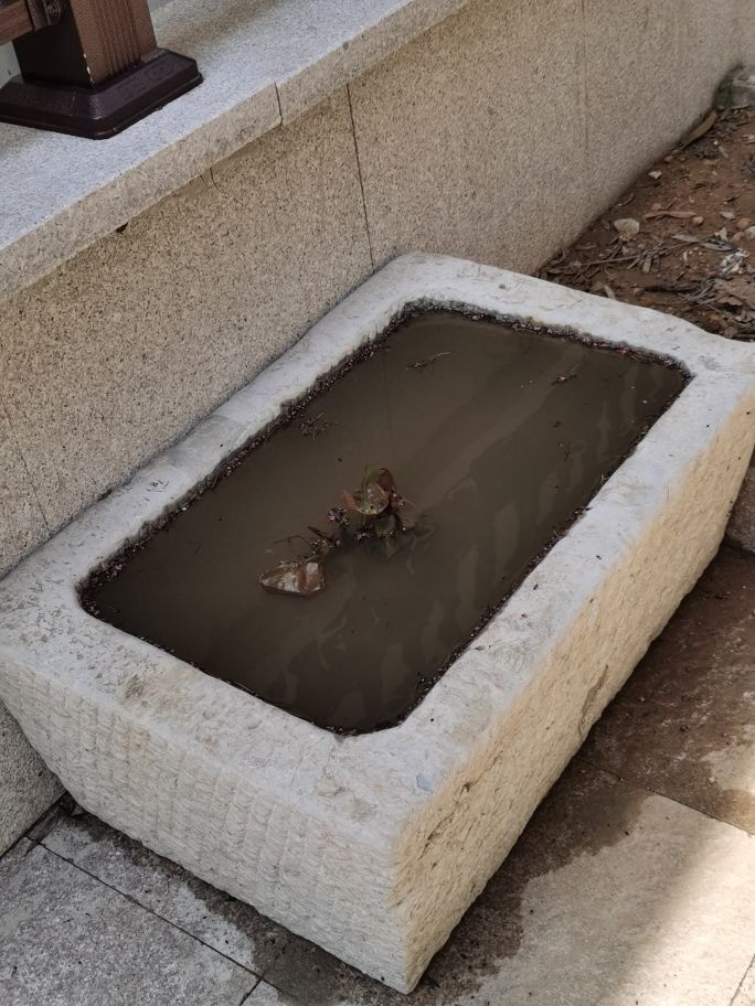 紫清山房琐记(135)栽种睡莲