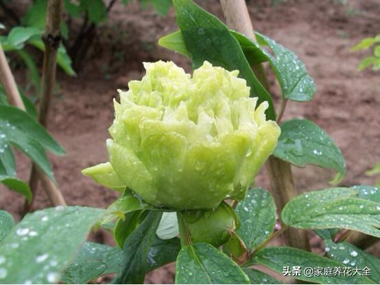 牡丹雍容华贵芍药清雅婉约,牡丹的介绍和图片大全