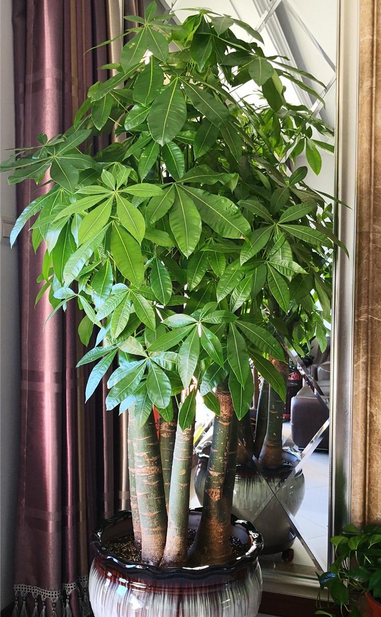 富贵花十大不吉利花,十二种寓意幸福美满富贵吉祥的花