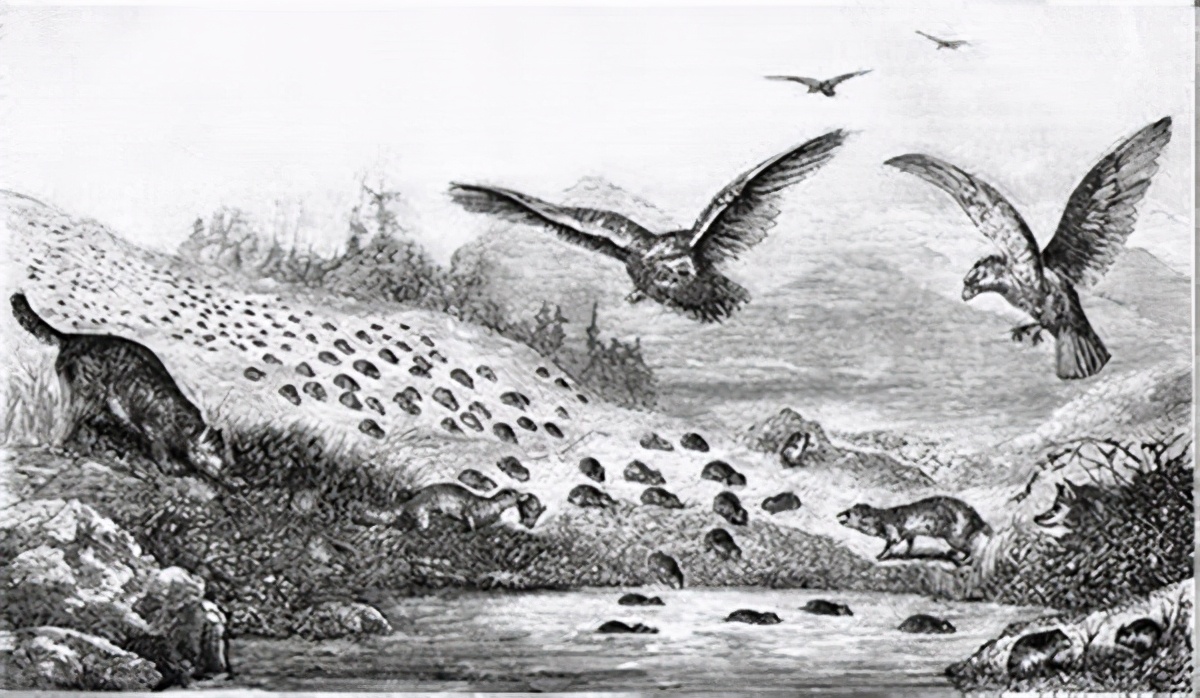 课本上的“谣言”，旅鼠跳海自杀属无稽之谈，我们被“骗”了