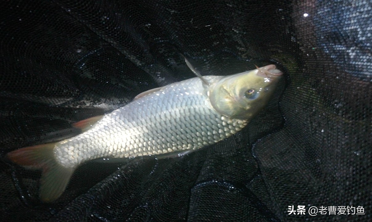 大蒜钓鱼方法钓草鱼,大蒜钓鱼钓法