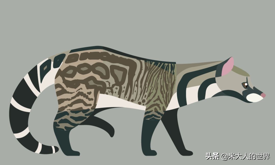 你知道这些皮草奢侈品是导致它已经在香港灭绝的主要原因吗？