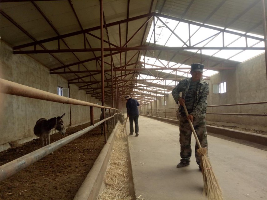 青河驴产业拓宽增收路,青河驴产业