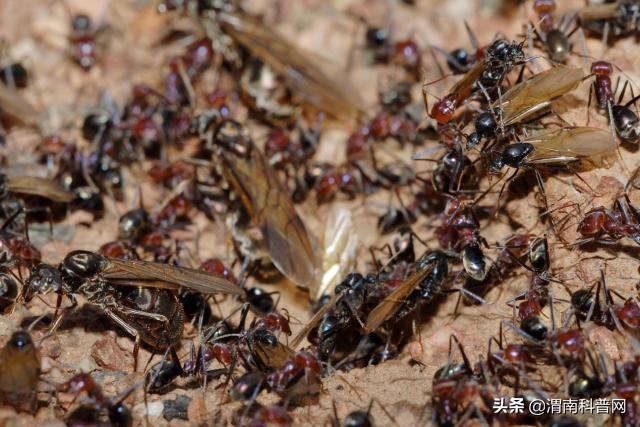 性别决定基因小鼠,基因编辑改变性别